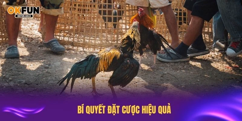 Làm chủ đá gà OKFUN với những bí quyết đặt cược hiệu quả