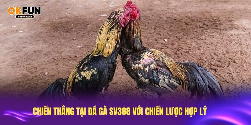 Chiến thắng tại đá gà SV388 với chiến lược hợp lý
