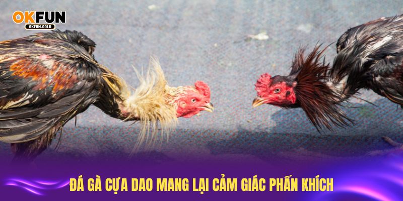 Tham gia đá gà cựa dao mang lại cảm giác phấn khích mạnh mẽ