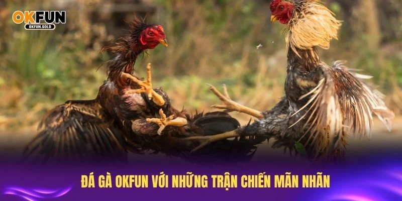 Khám phá đá gà OKFUN với những trận chiến mãn nhãn