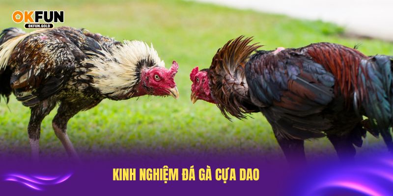 Nắm vững kinh nghiệm đá gà cựa dao giúp tăng cơ hội thành công