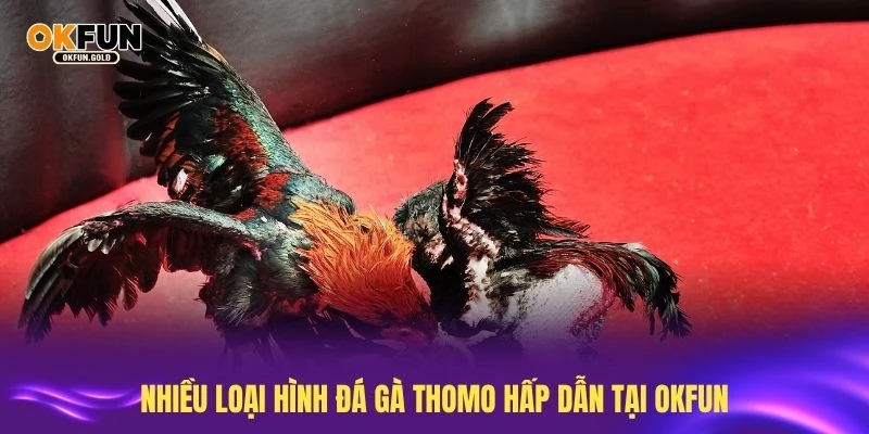 Nhiều loại hình đá gà thomo hấp dẫn tại OKFUN