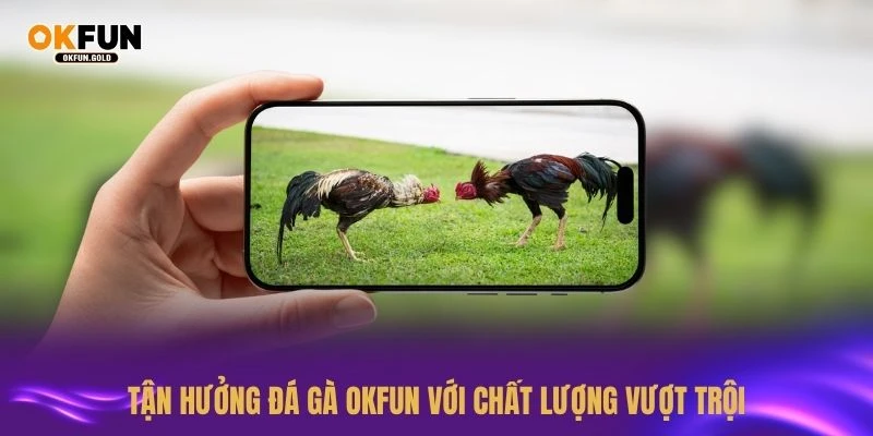 Tận hưởng đá gà OKFUN với chất lượng vượt trội