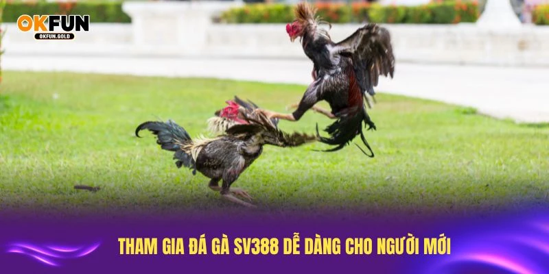 Tham gia đá gà SV388 dễ dàng cho người mới bắt đầu