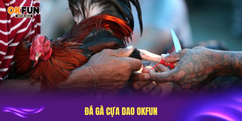 đá gà cựa dao okfun