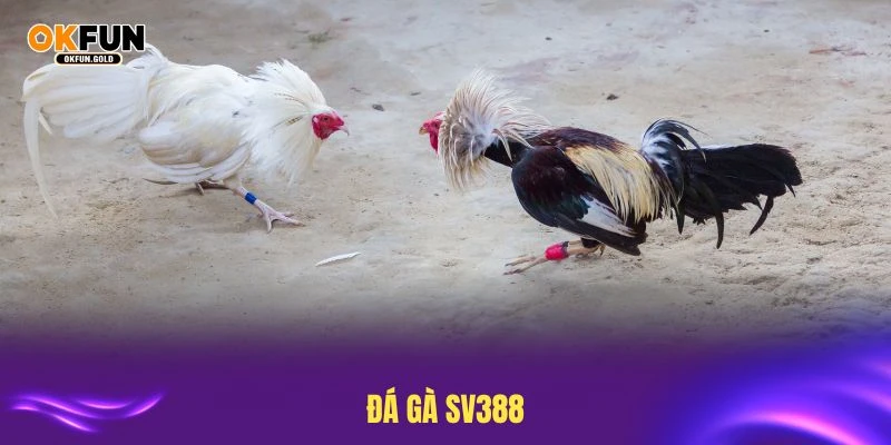 đá gà sv388 okfun