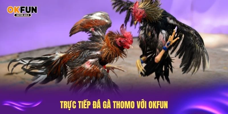 đá gà thomo