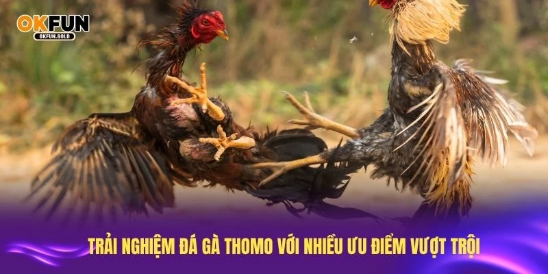 Trải nghiệm đá gà thomo với nhiều ưu điểm vượt trội