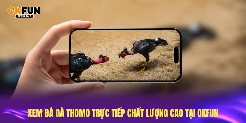 Xem đá gà thomo trực tiếp chất lượng cao tại OKFUN
